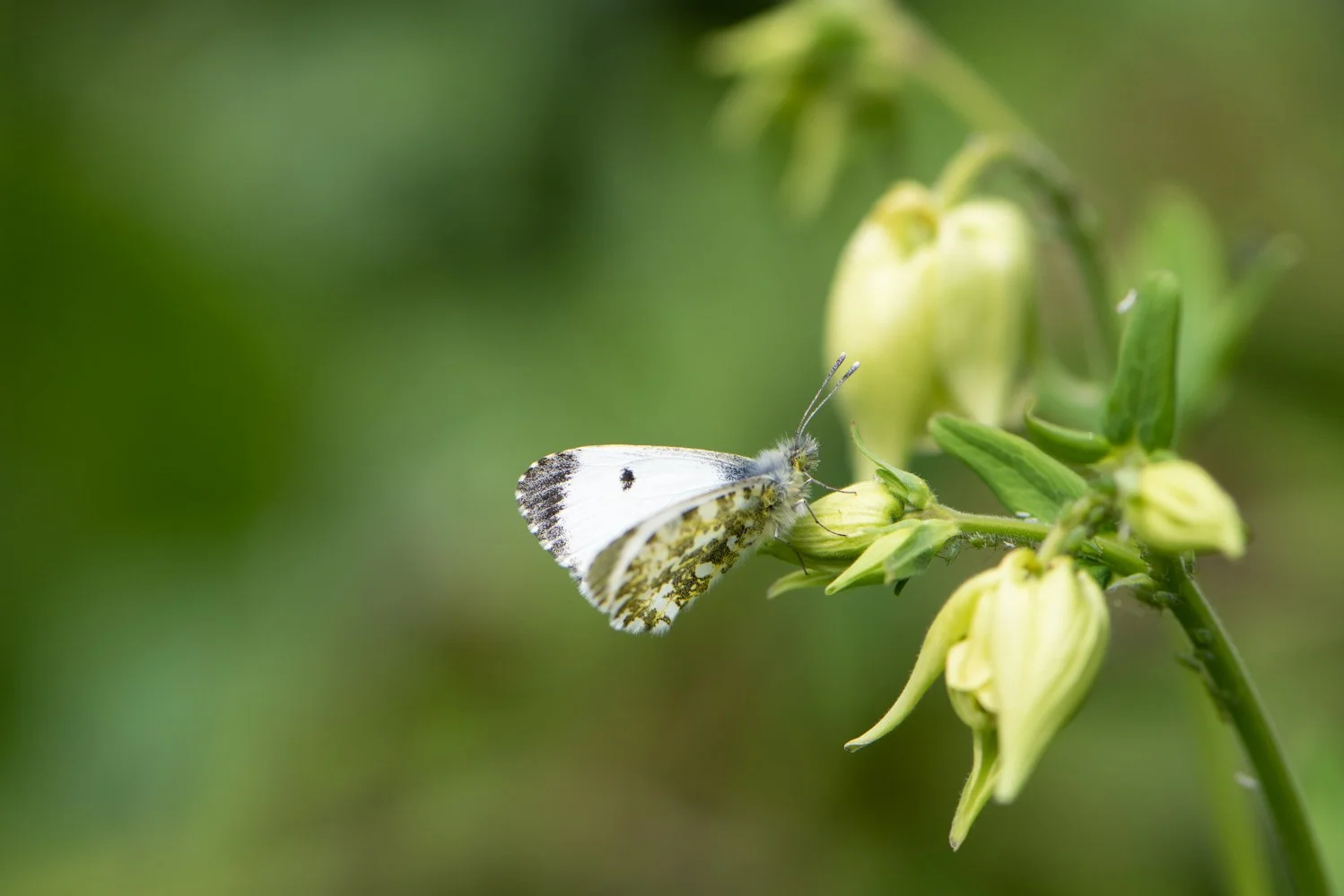 orange tip-2.jpg