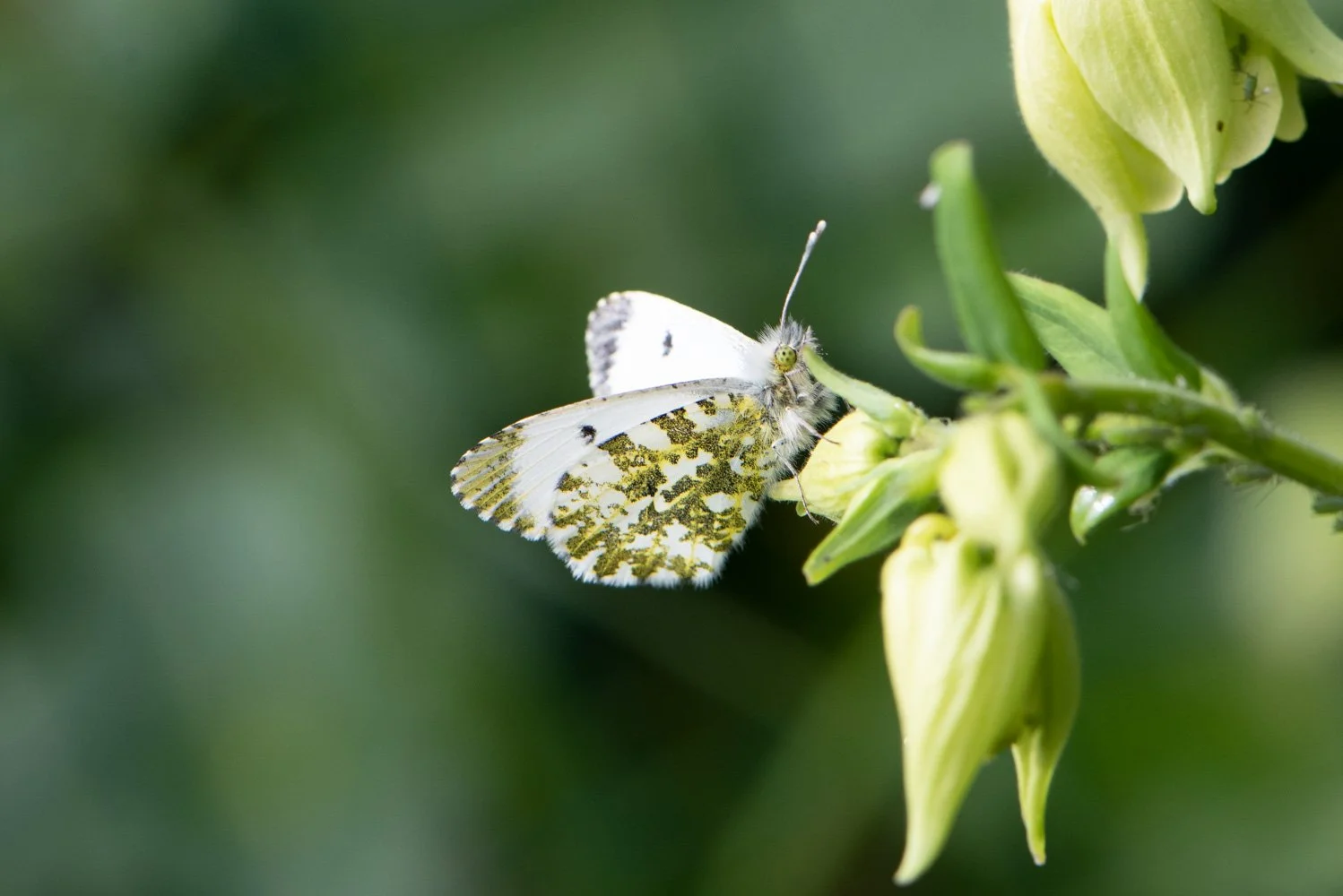 orange tip-5.jpg