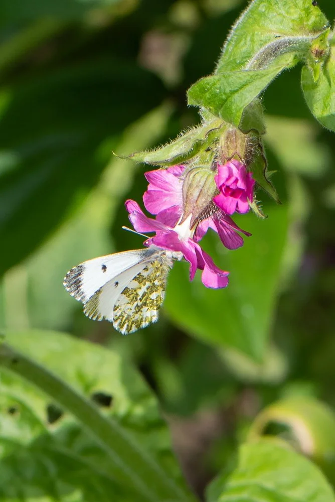 orange tip-6.jpg