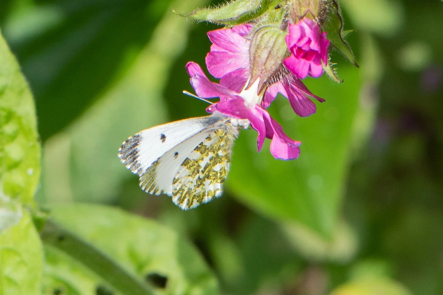 orange tip-7.jpg