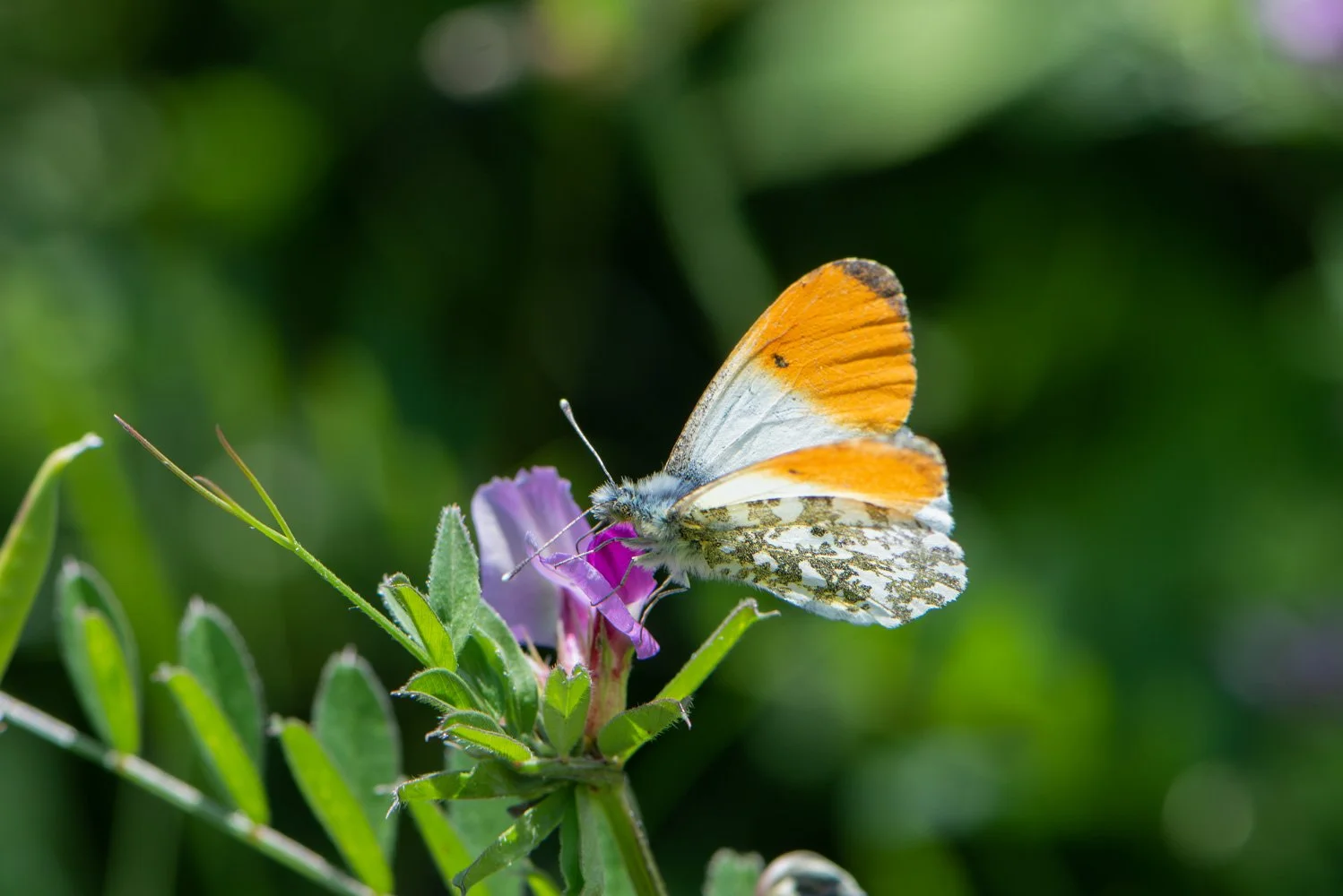 orange tip-8.jpg