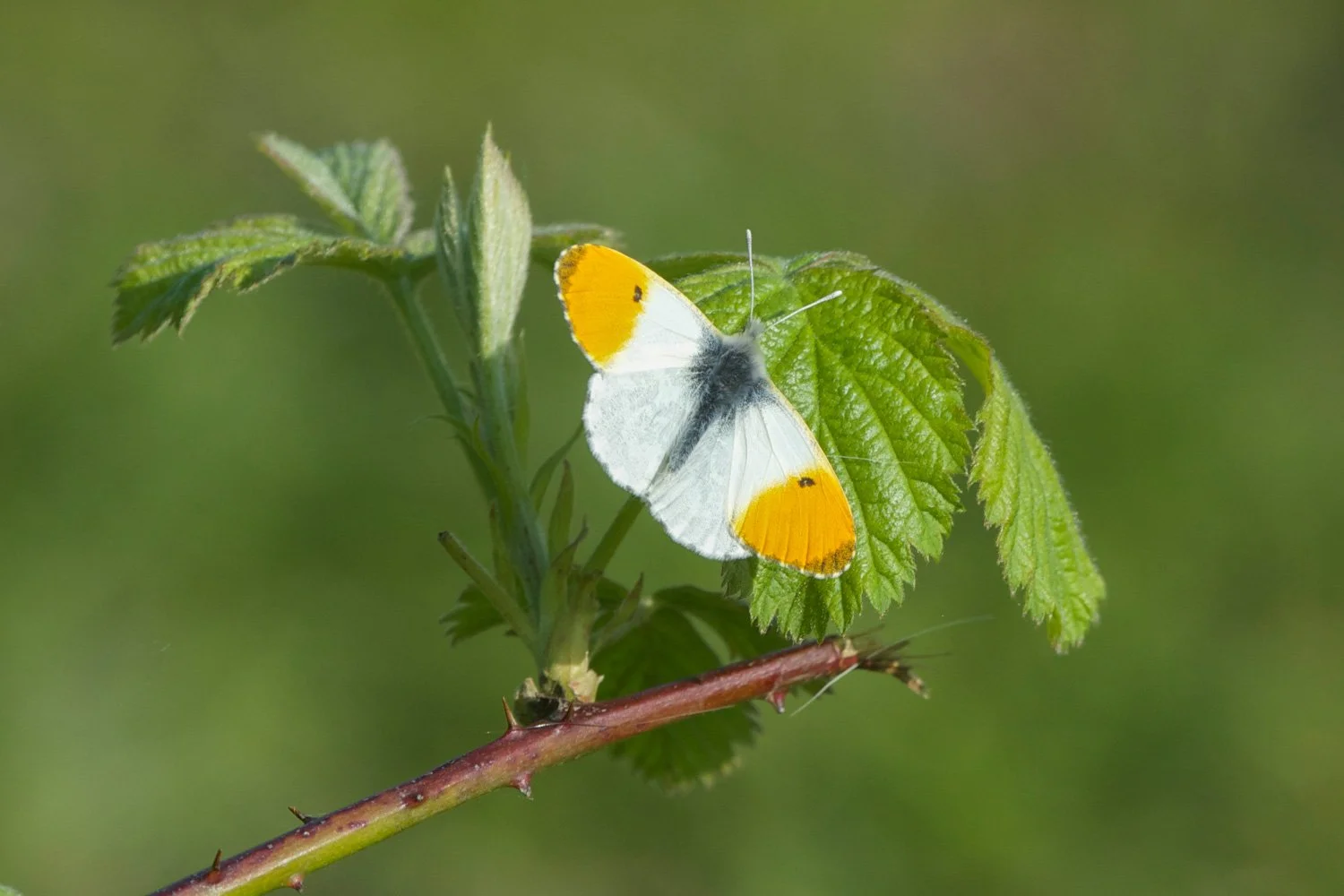 orange tip.jpg