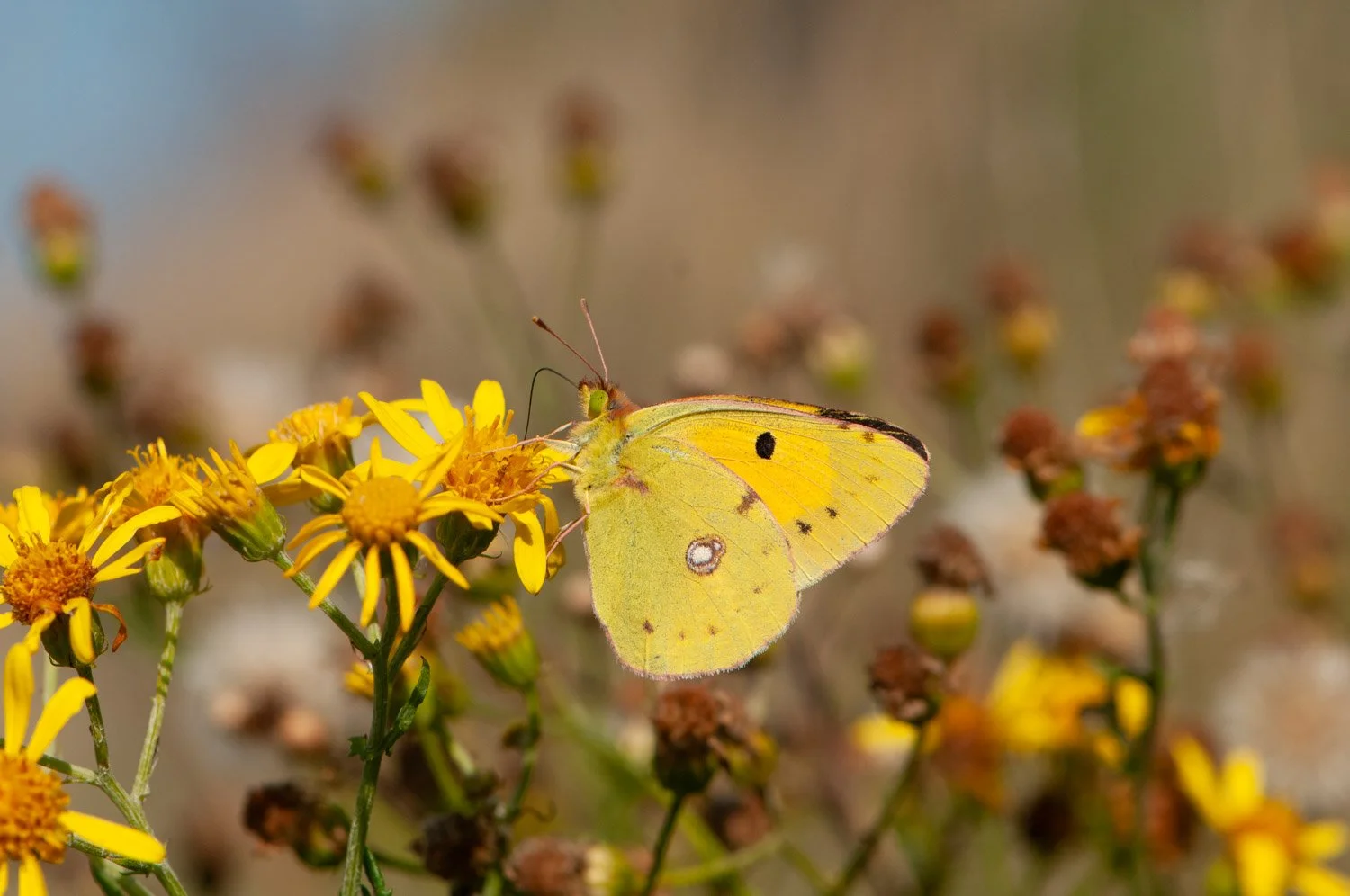 Swallowtail-3.jpg