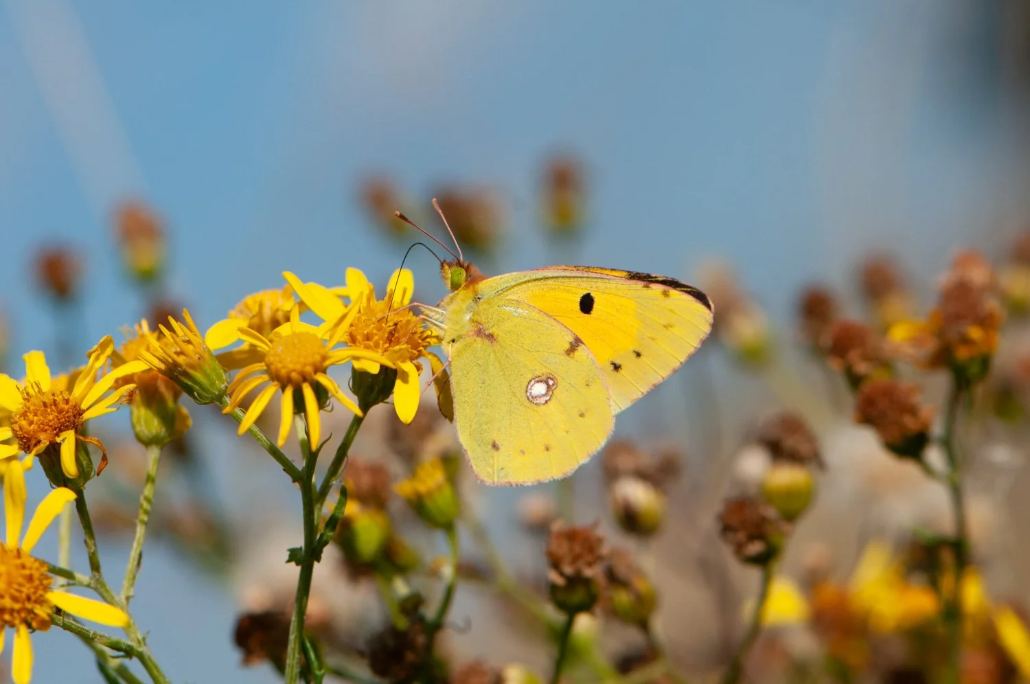 Swallowtail-4.jpg