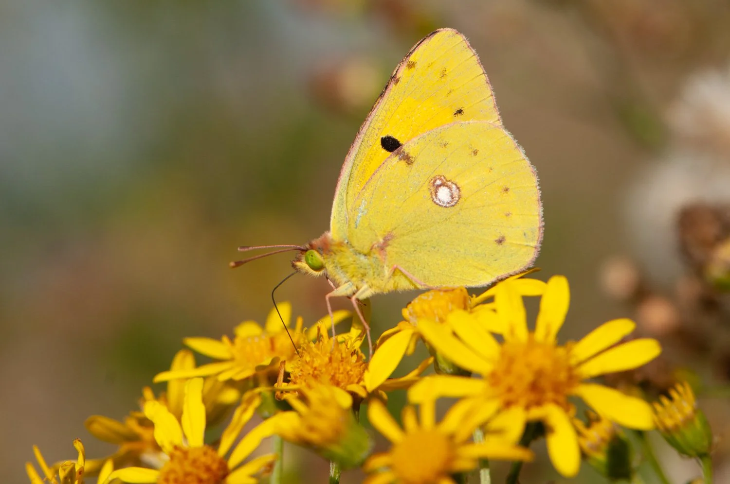 Swallowtail-5.jpg