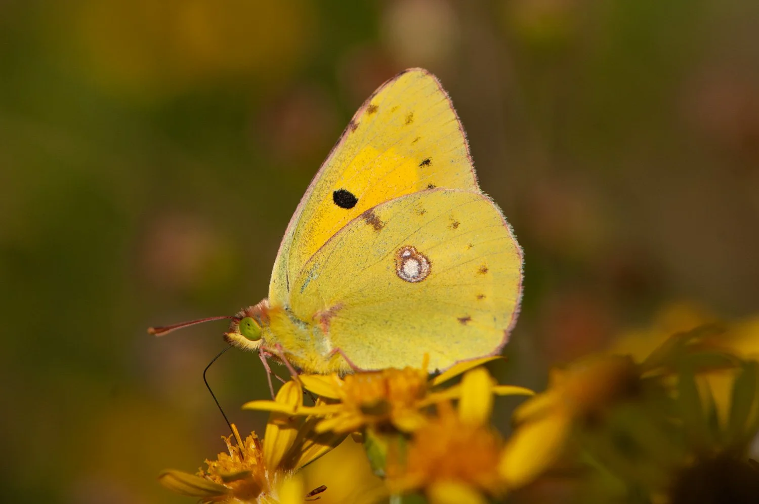 Swallowtail-6.jpg