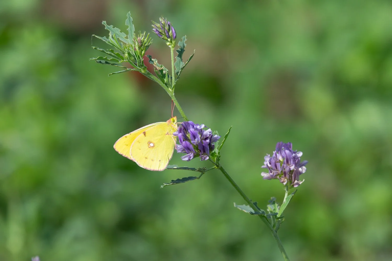 Swallowtail-10.jpg
