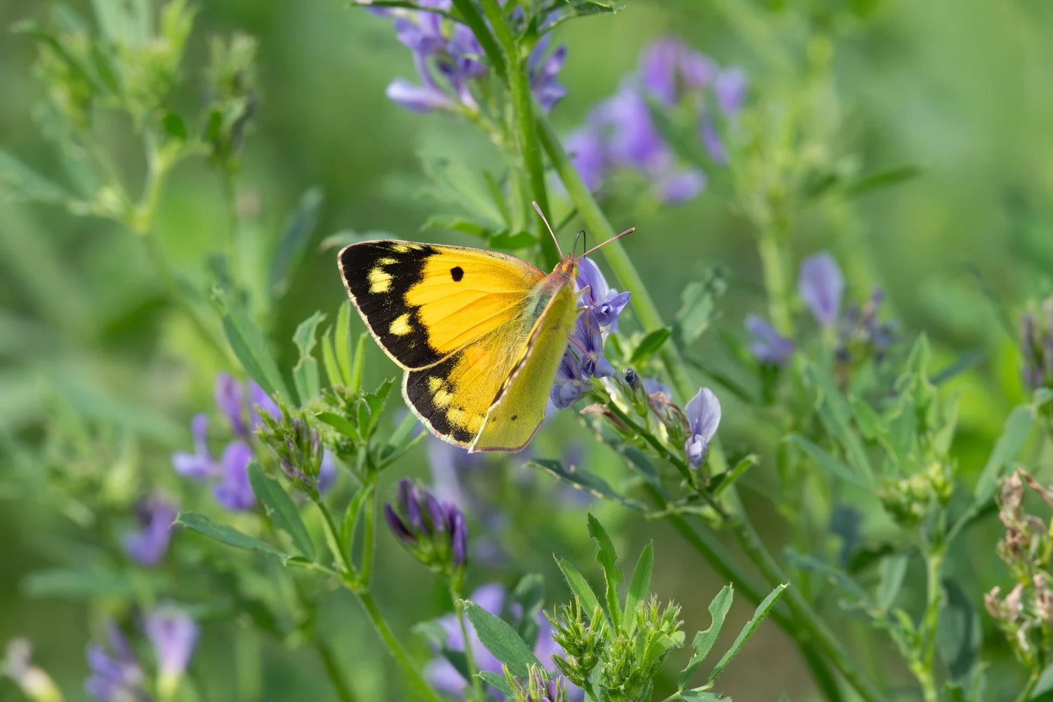 Swallowtail-13.jpg