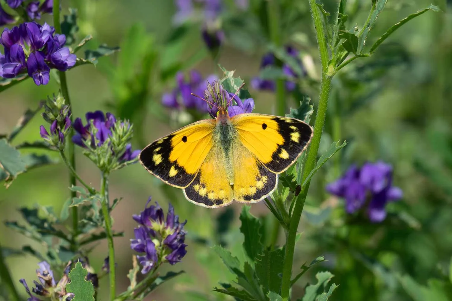 Swallowtail-14.jpg