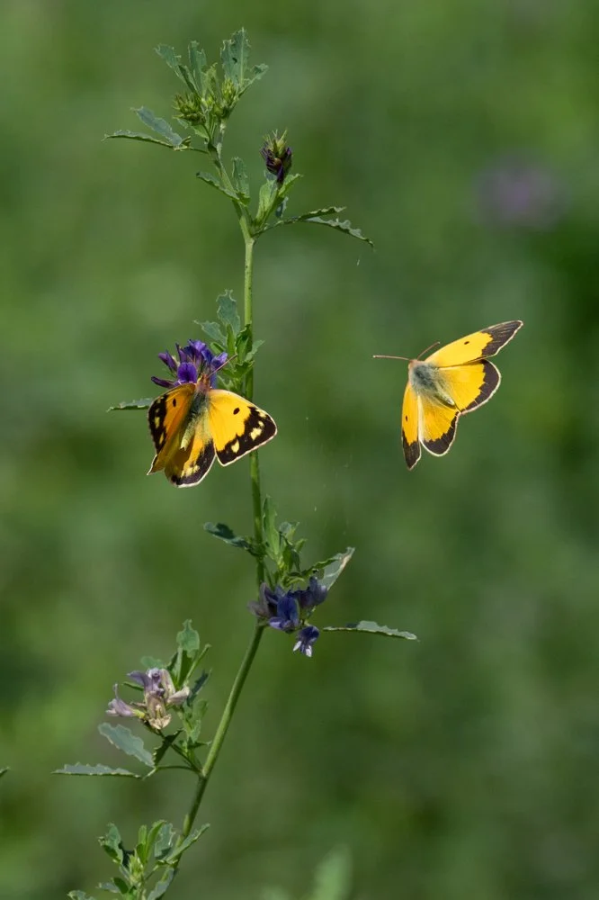 Swallowtail-15.jpg
