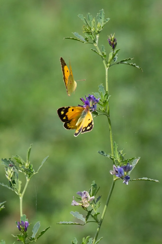 Swallowtail-17.jpg