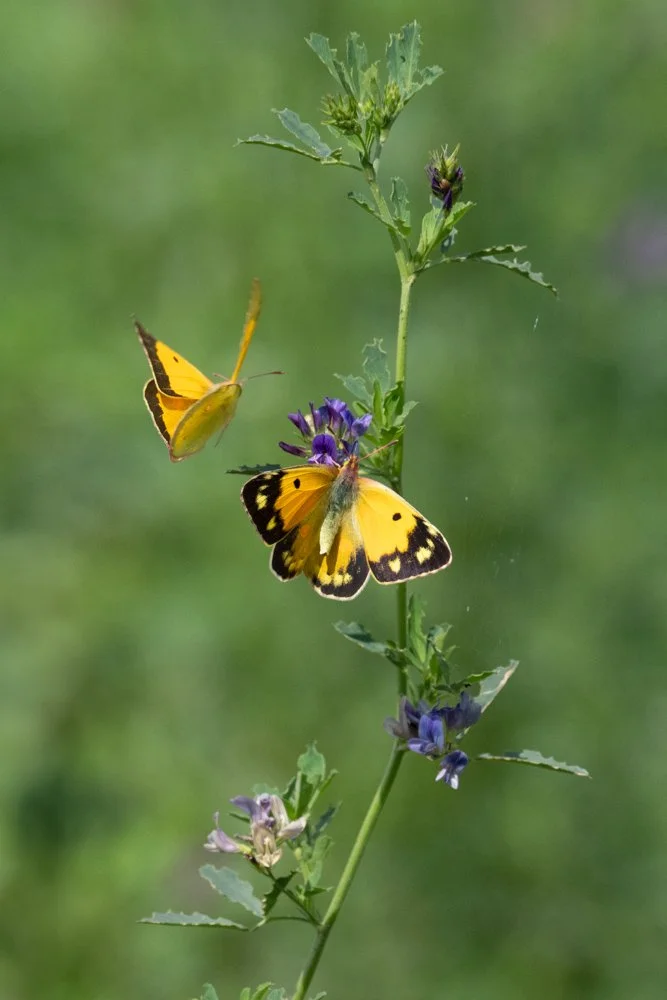 Swallowtail-18.jpg