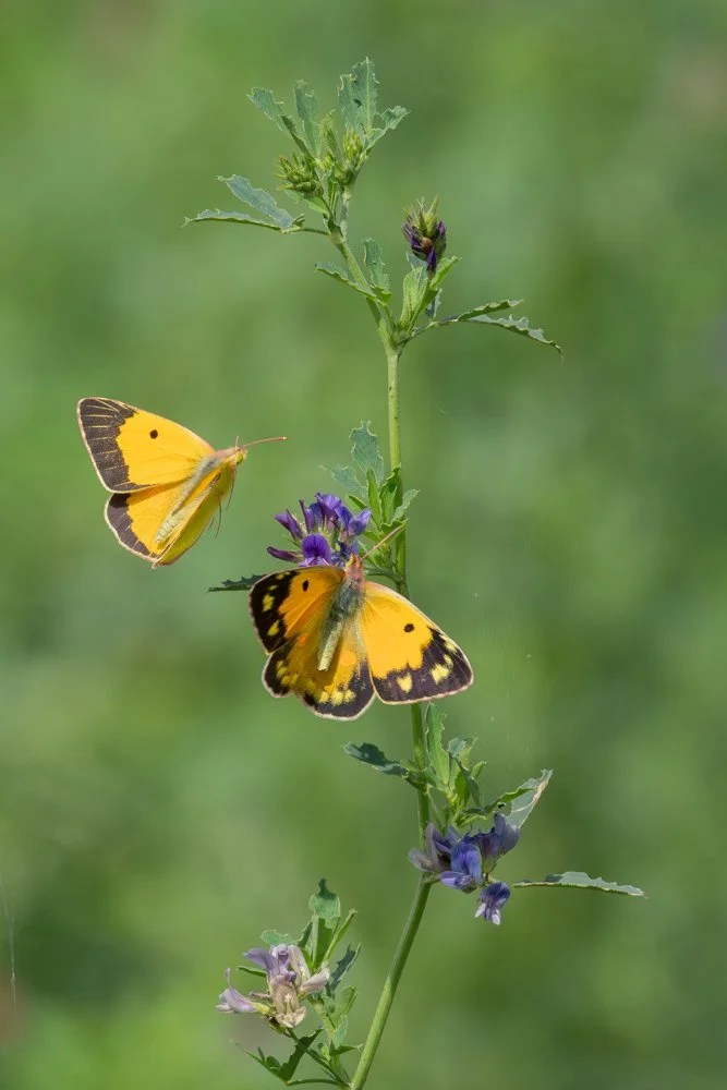 Swallowtail-19.jpg