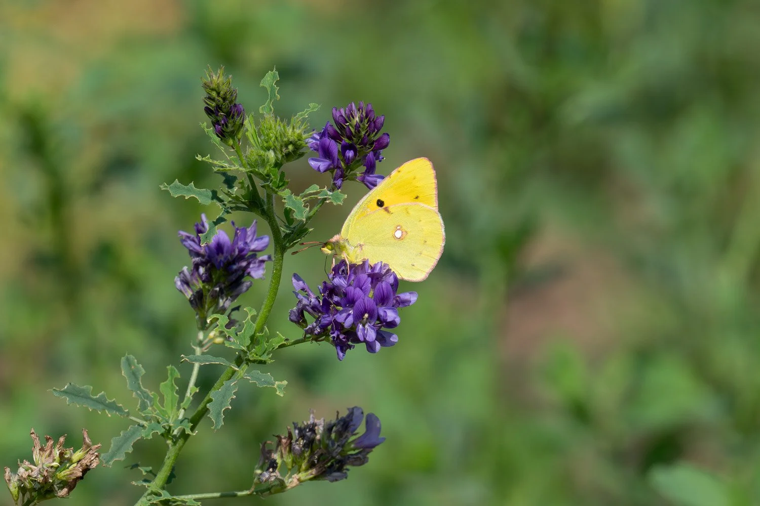 Swallowtail-20.jpg