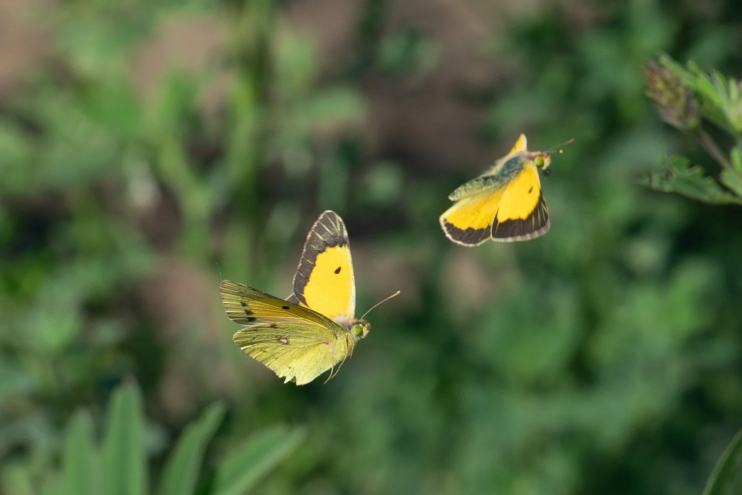 Swallowtail-23.jpg