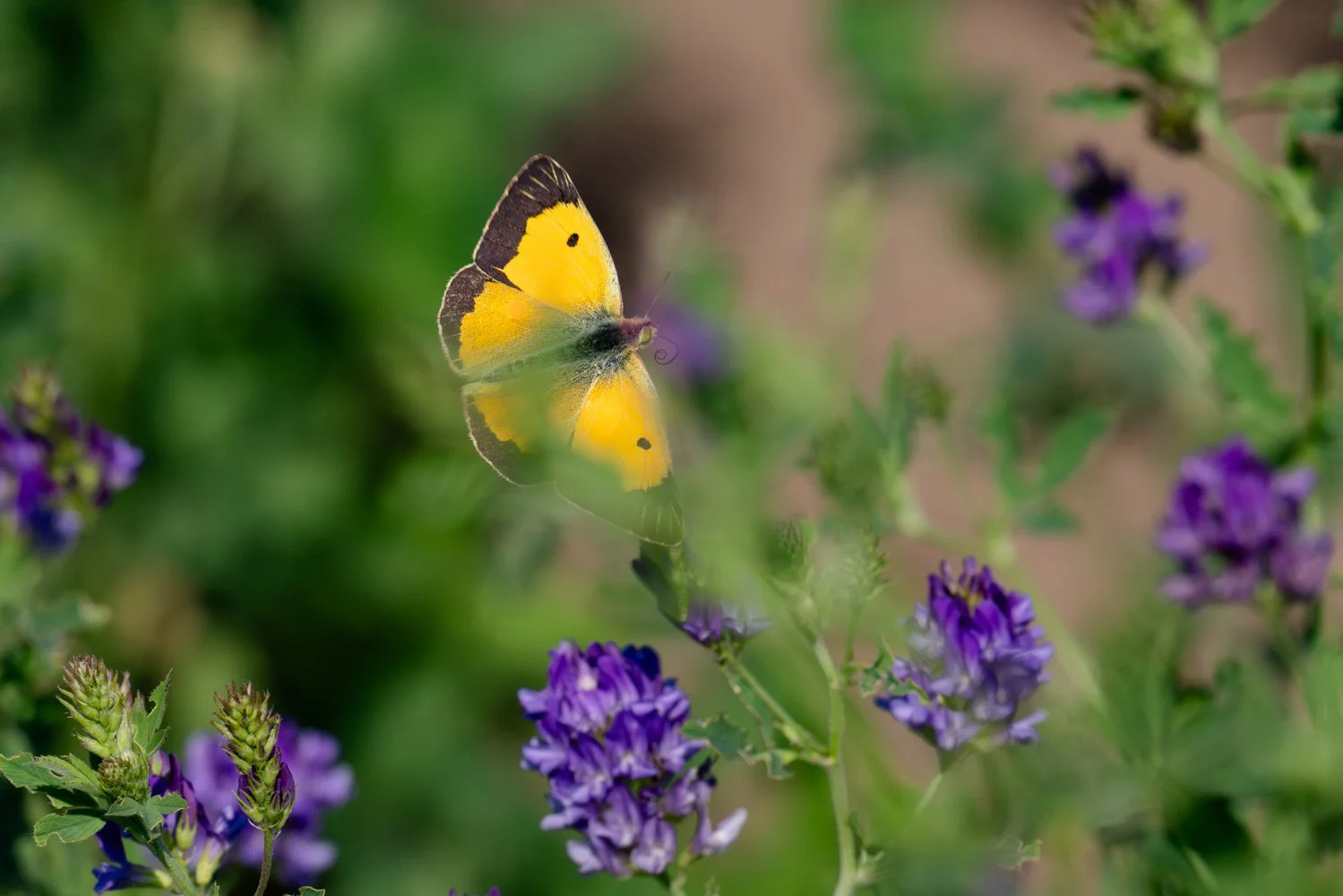 Swallowtail-24.jpg
