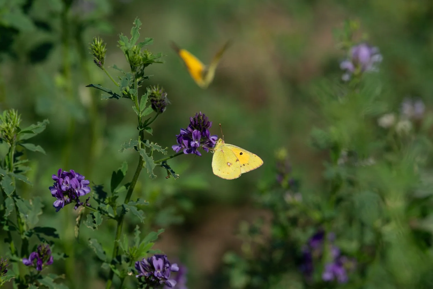 Swallowtail-28.jpg