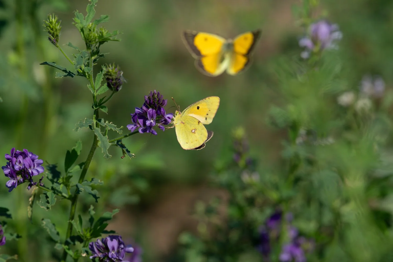 Swallowtail-29.jpg