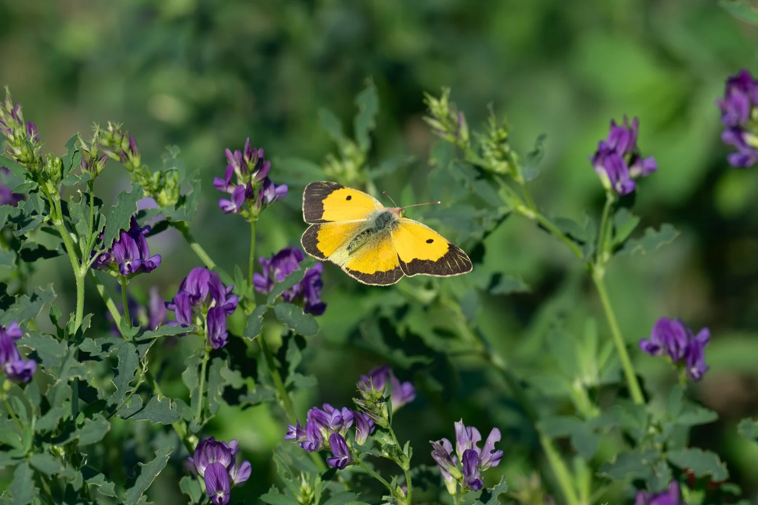 Swallowtail-30.jpg