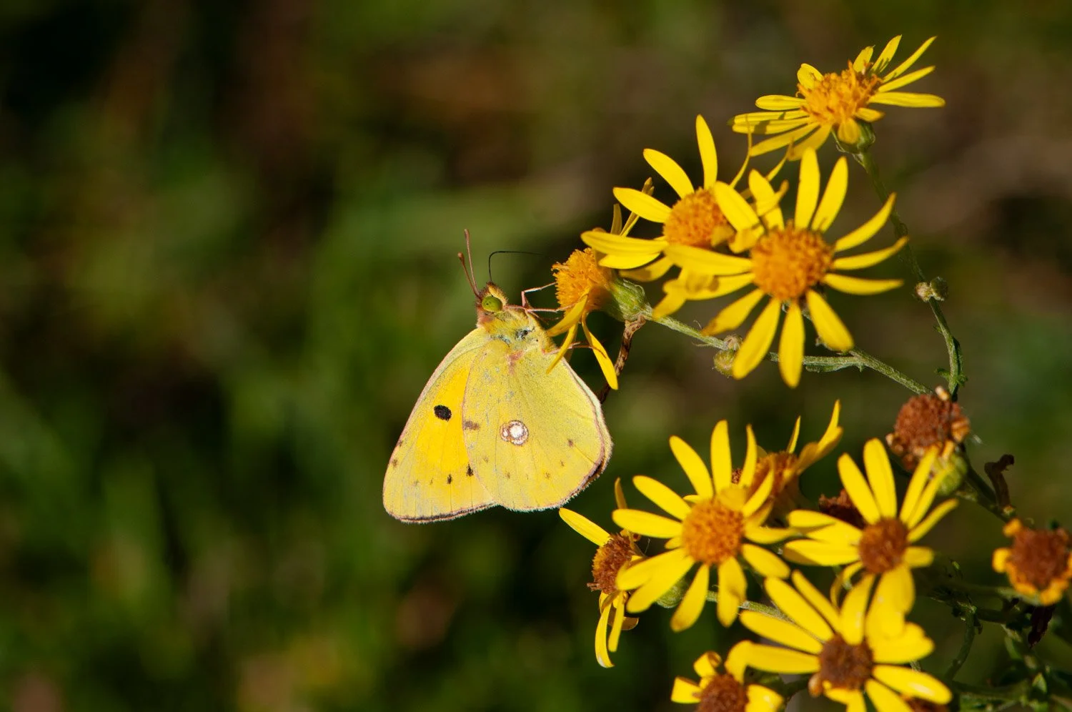 Swallowtail.jpg