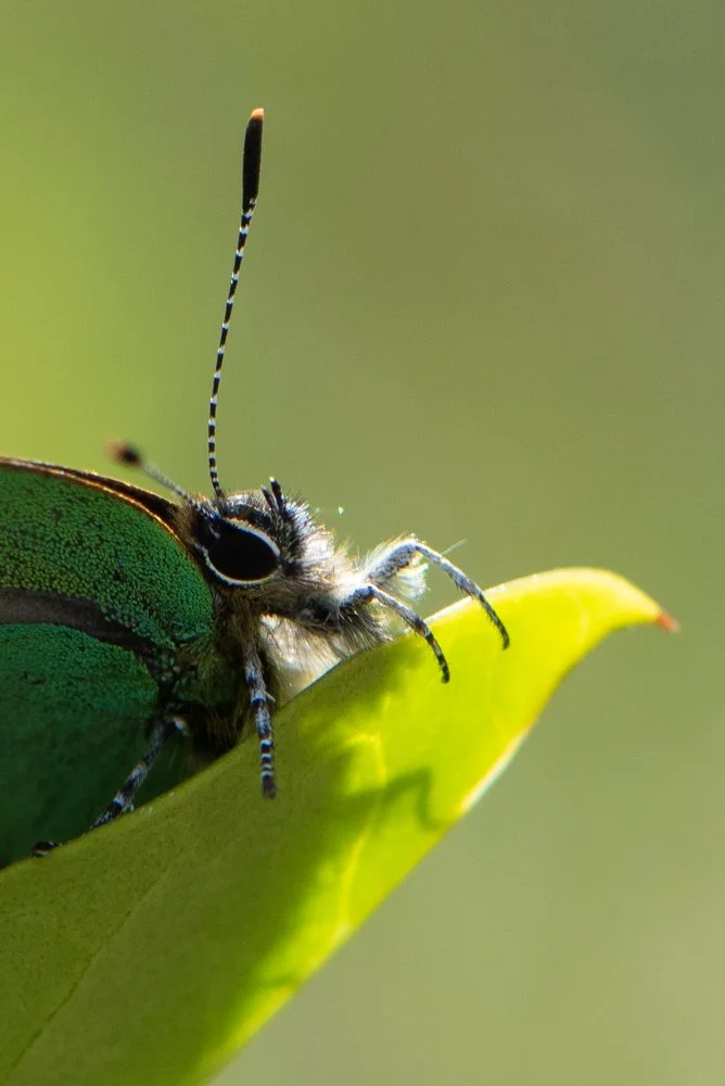 Green-2.jpg