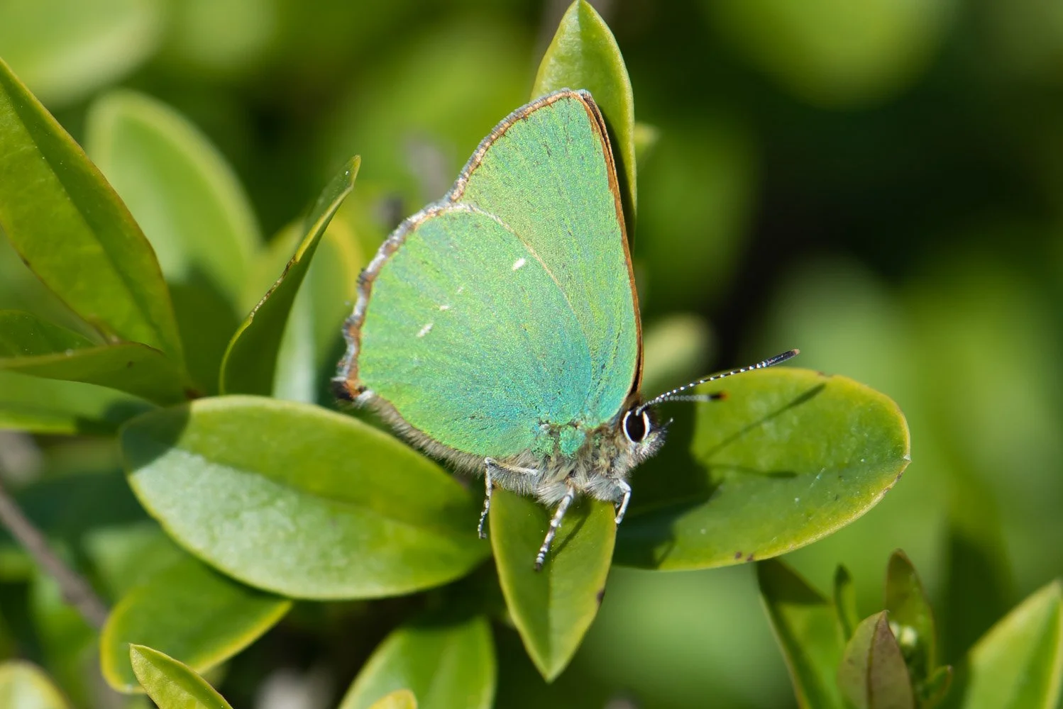 Green-3.jpg