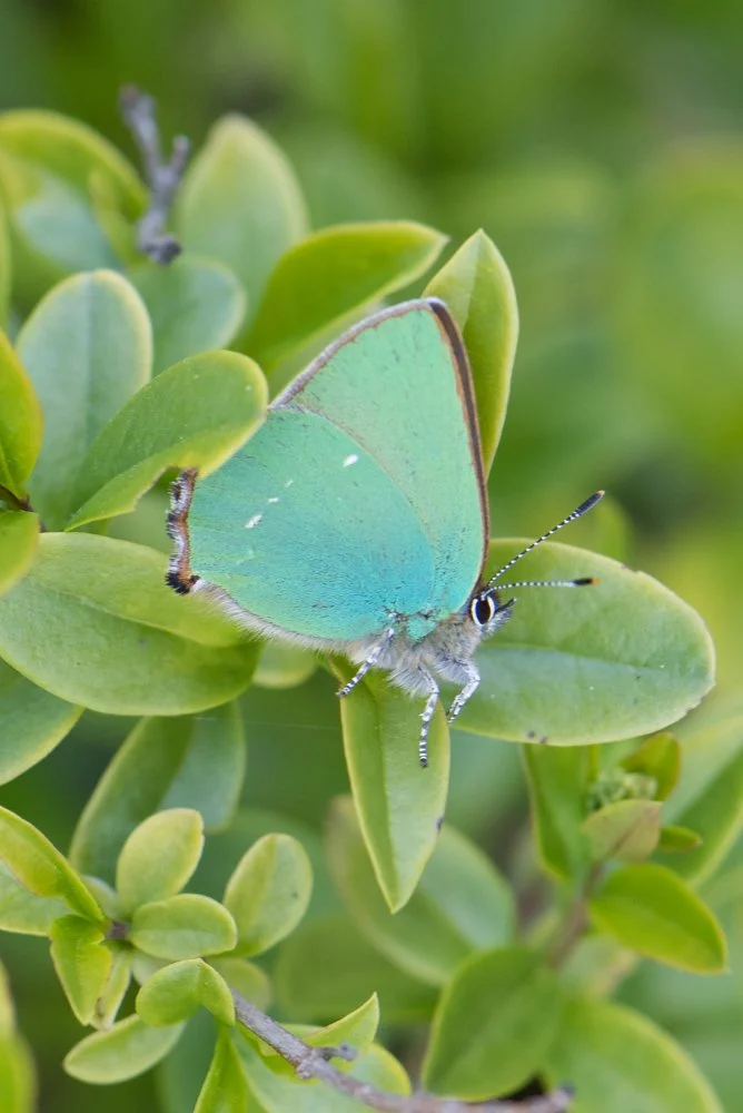 Green-4.jpg