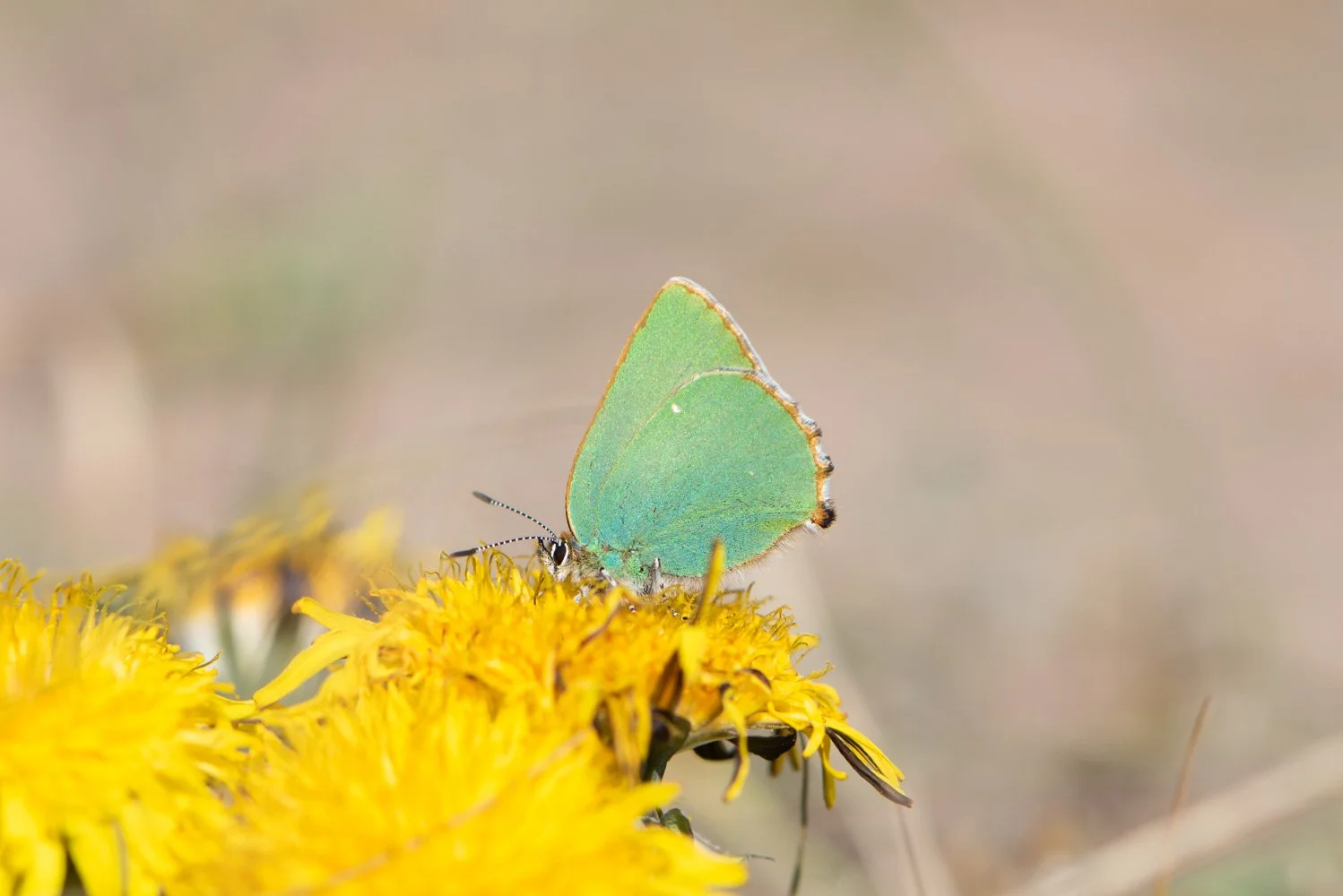 Green-6.jpg