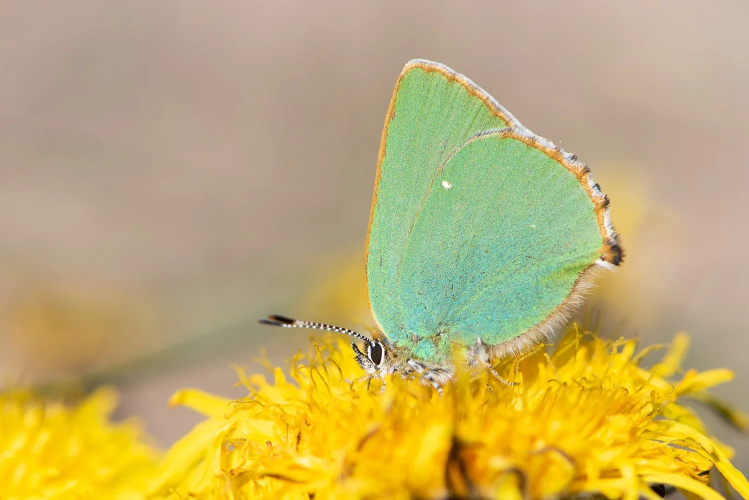 Green-7.jpg