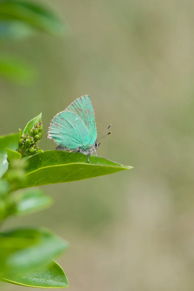Green.jpg