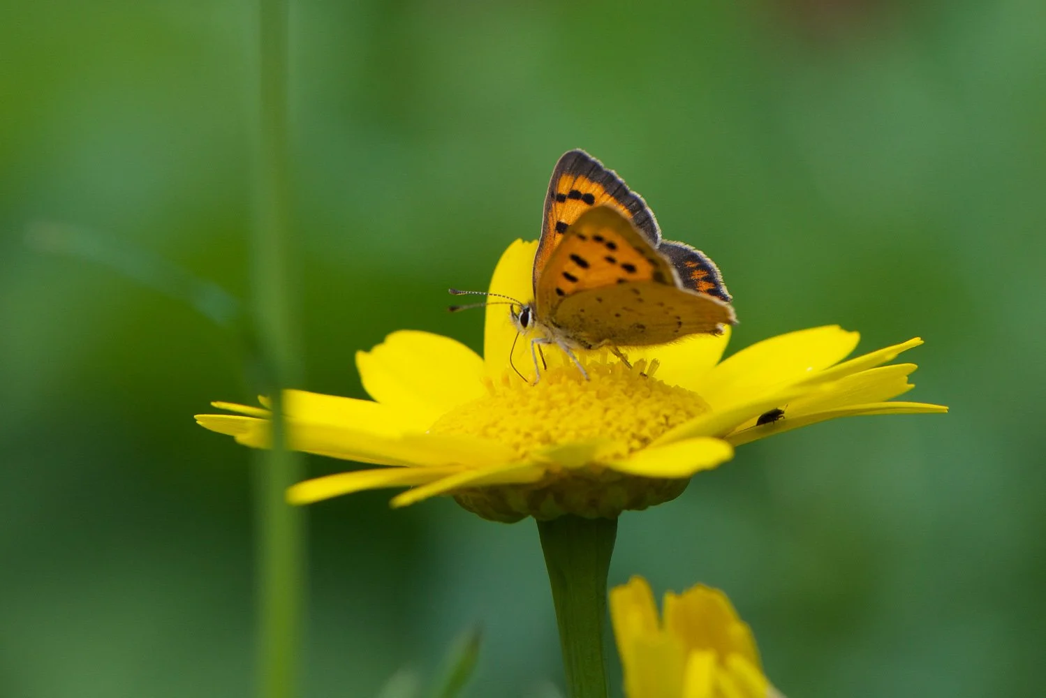 Small Copper-3.jpg