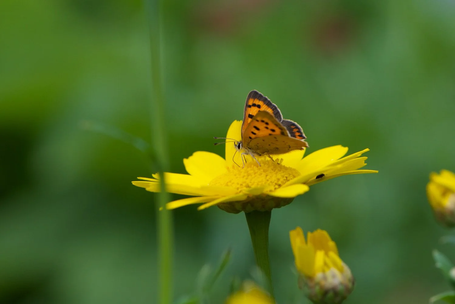 Small Copper-4.jpg