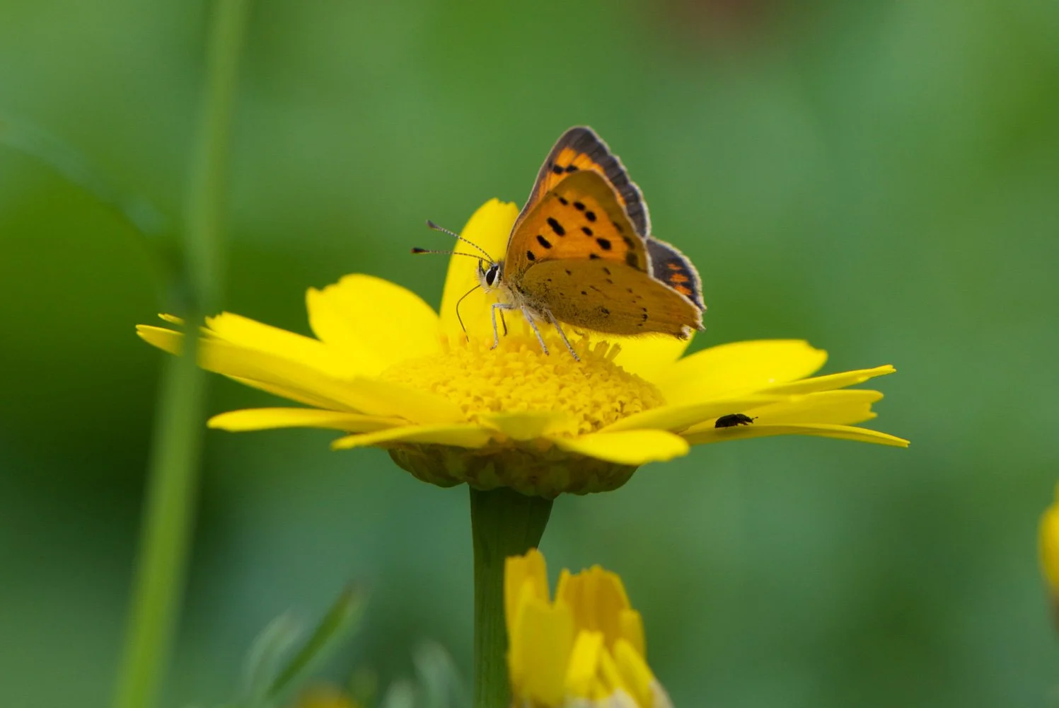 Small Copper-5.jpg