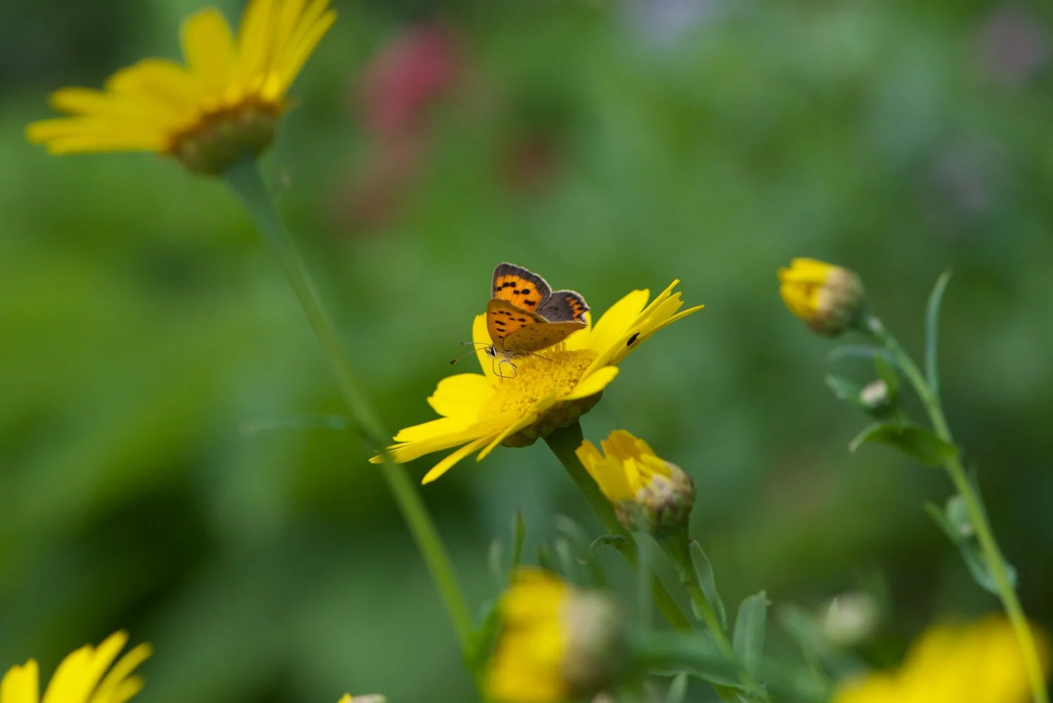 Small Copper-7.jpg