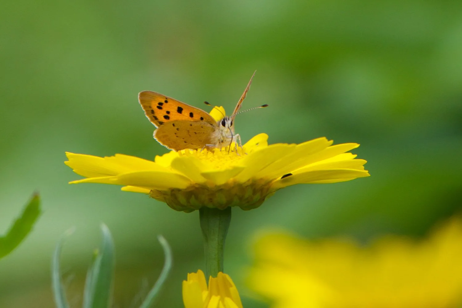 Small Copper.jpg