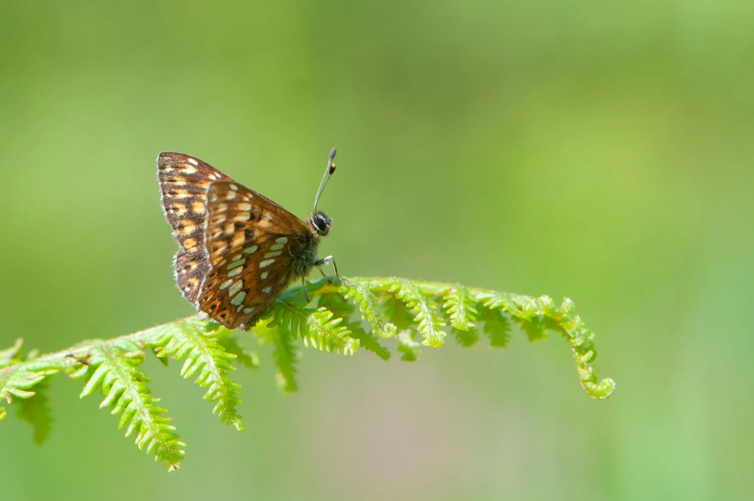 Duke of Burgundy