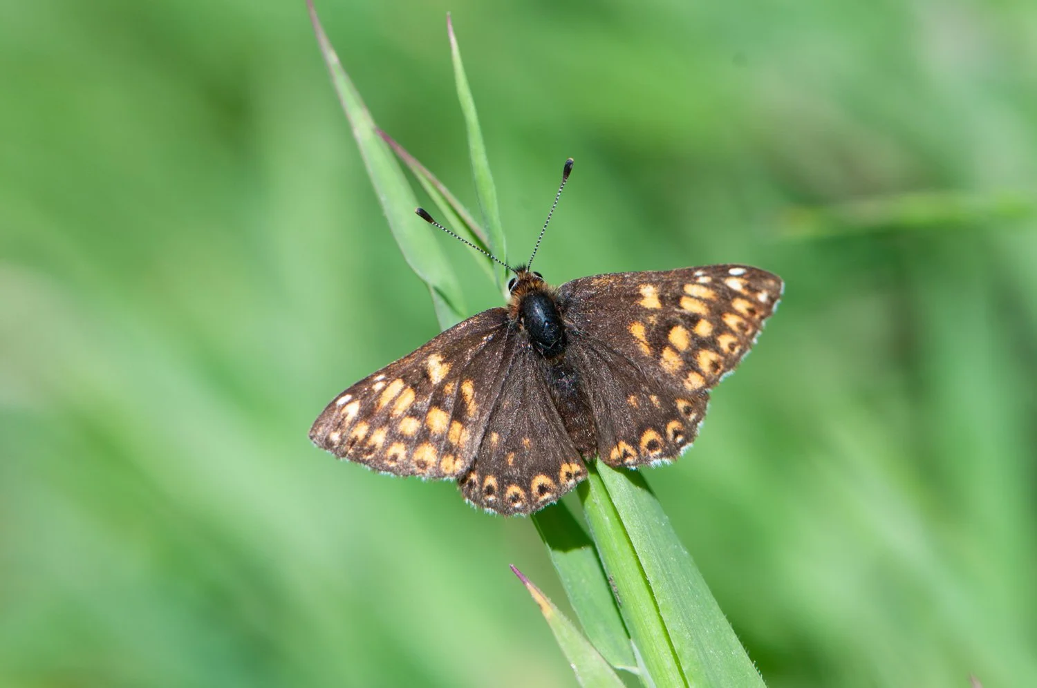 Duke of Burgundy