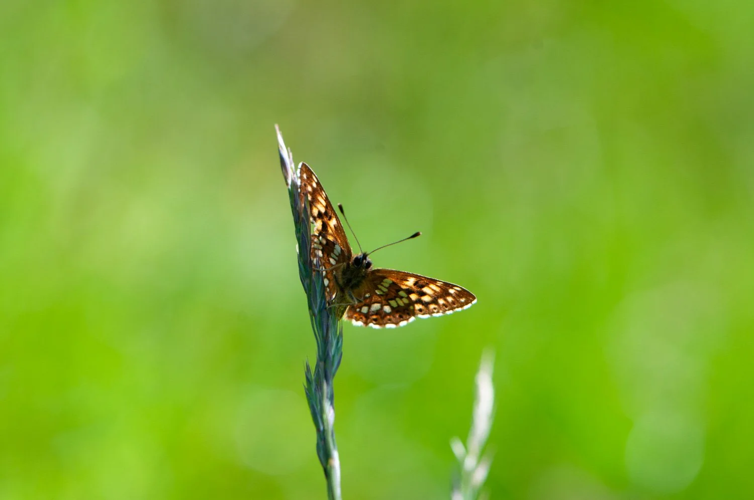 Duke of Burgundy