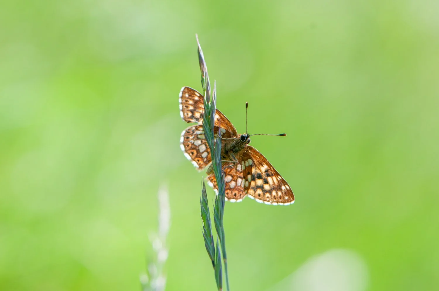 Duke of Burgundy