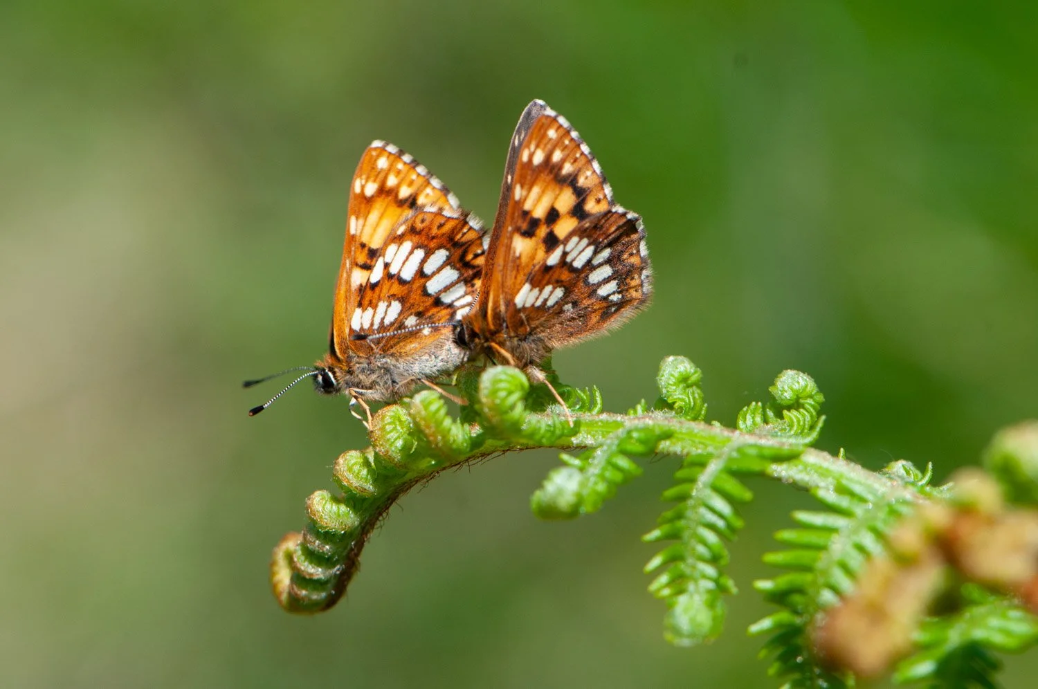 Duke of Burgundy