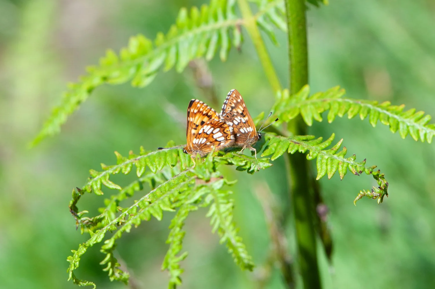 Duke of Burgundy