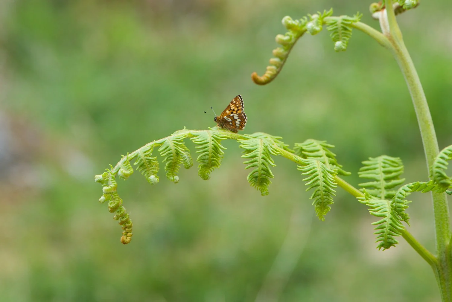 Duke of Burgundy