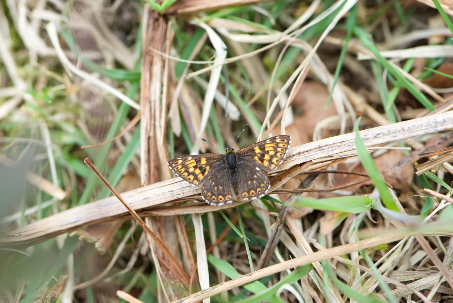 Duke of Burgundy