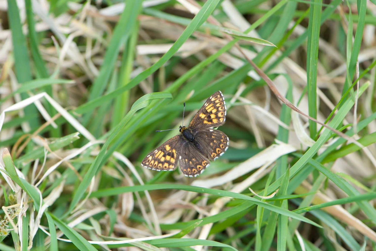 Duke of Burgundy