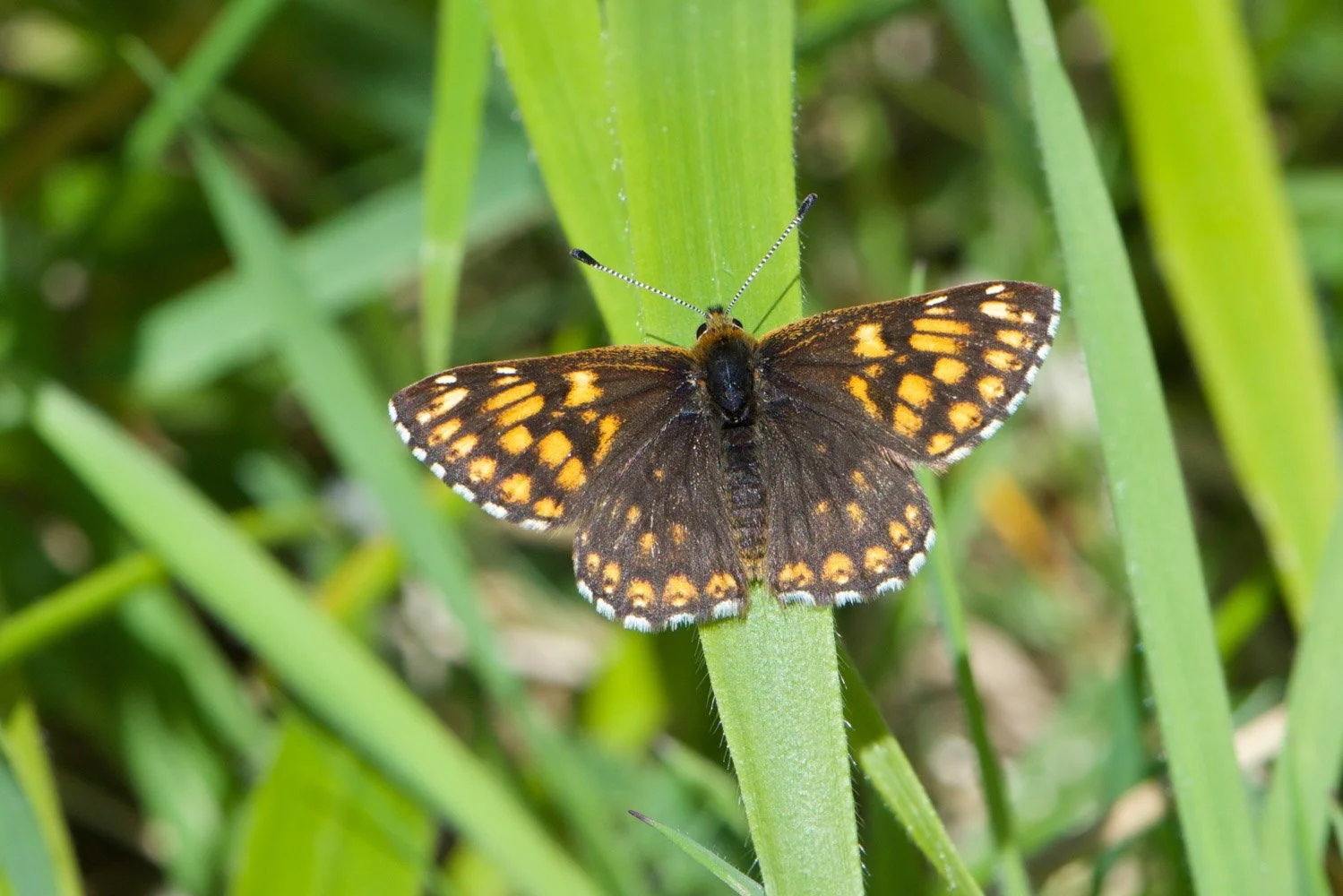 Duke of Burgundy