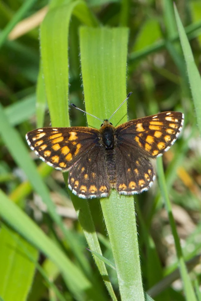 Duke of Burgundy
