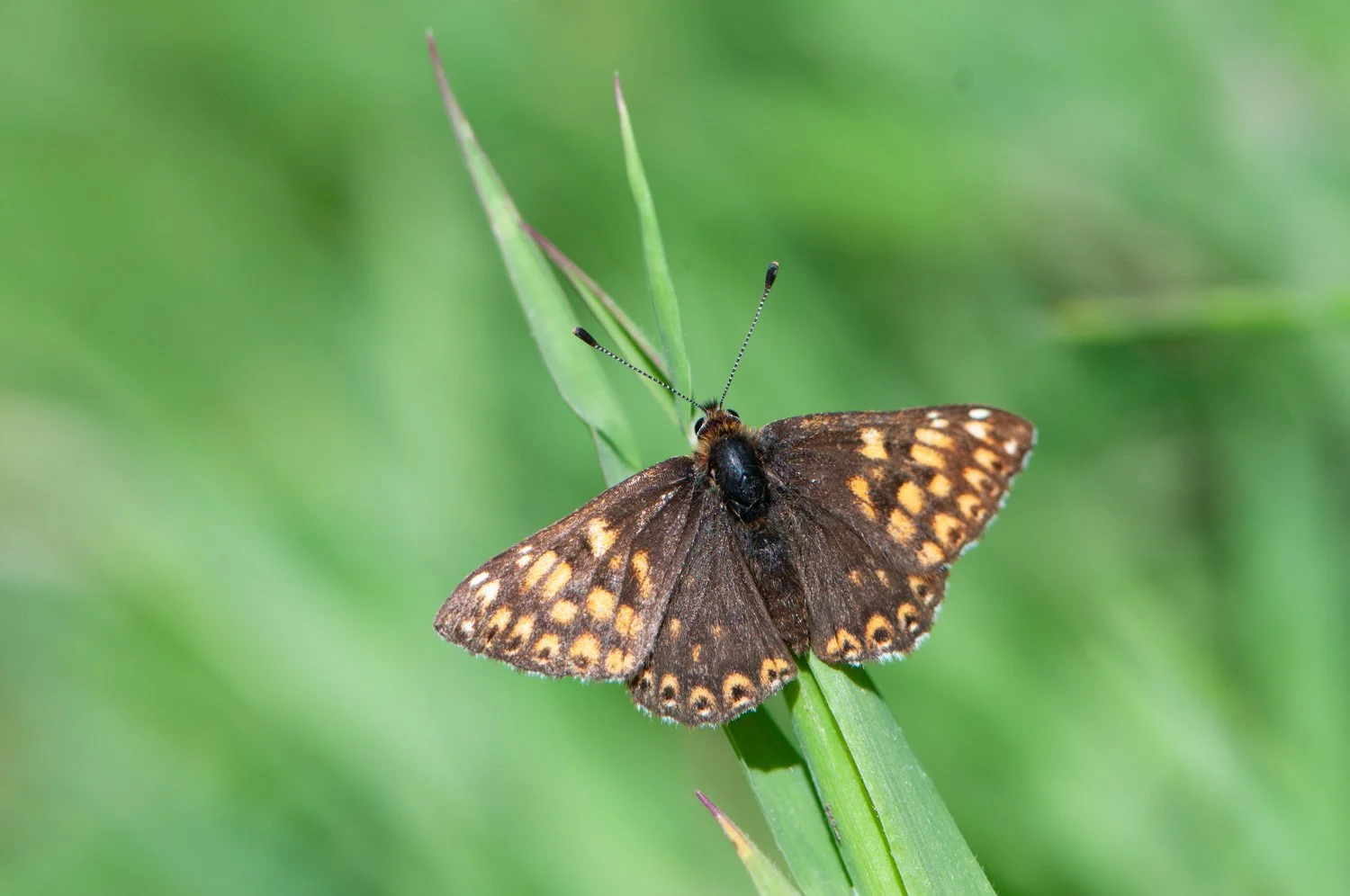 Duke of Burgundy