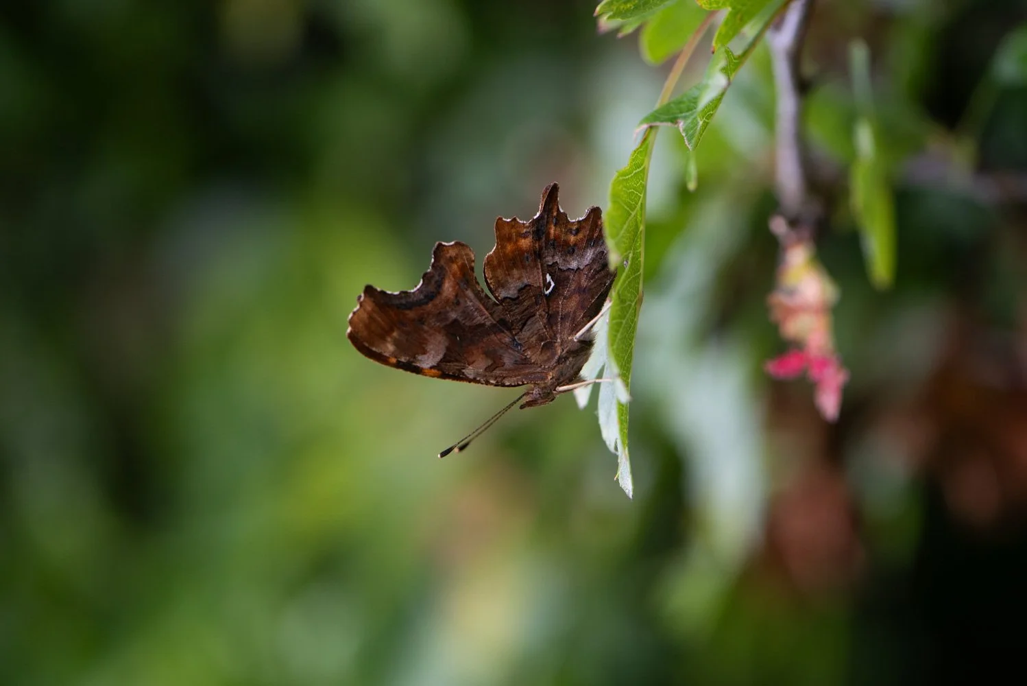 Comma-3.jpg