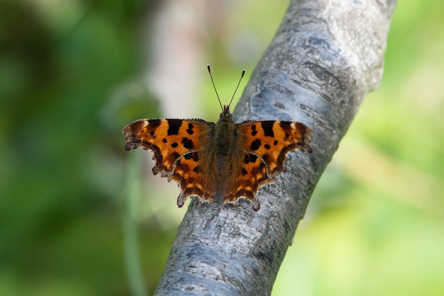 Comma-2.jpg