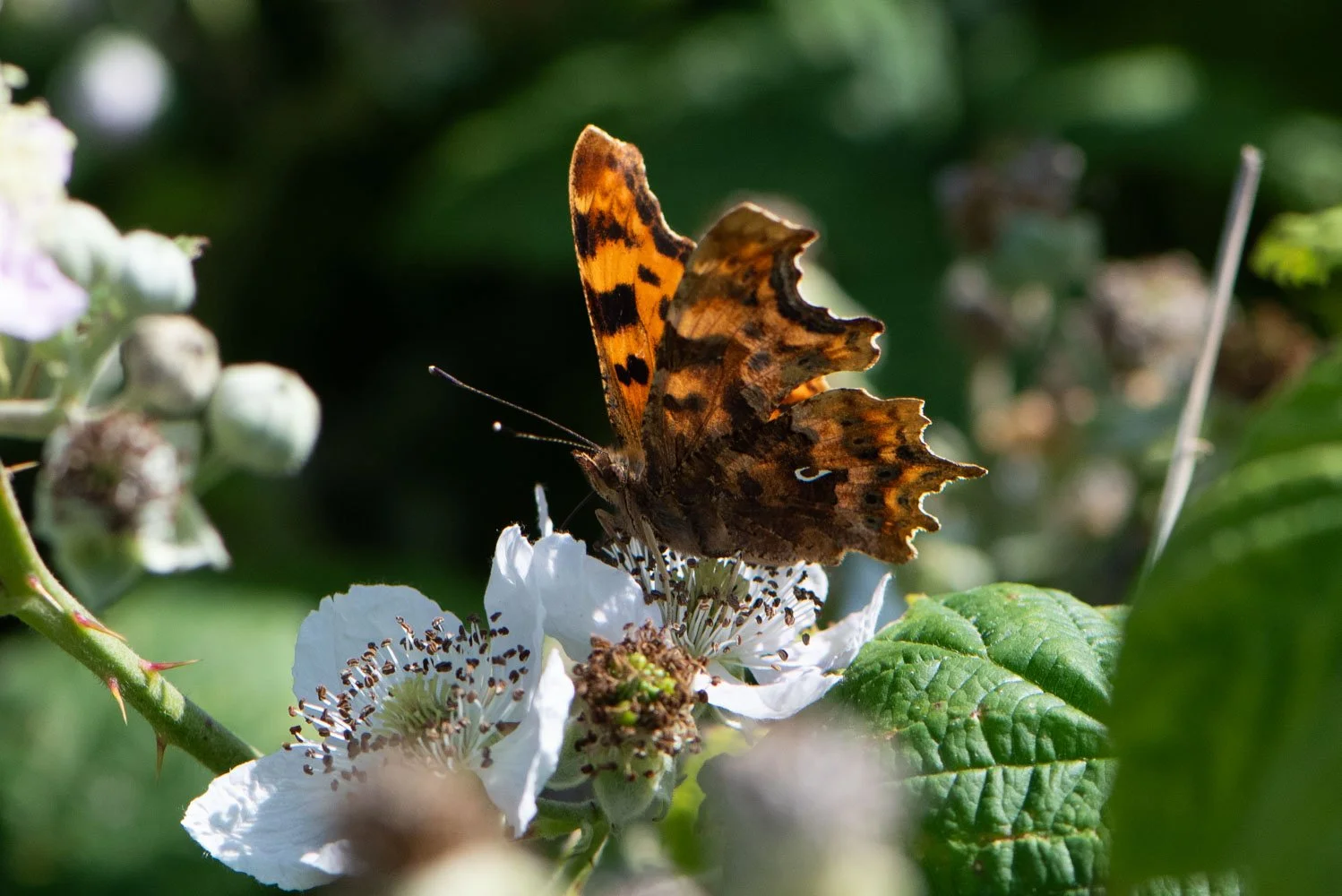 Comma-4.jpg